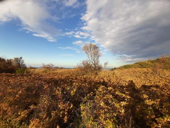 Plants on field against sky