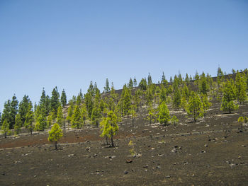 Trees on landscape against clear blue sky