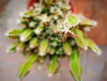 Close-up of spider on plant