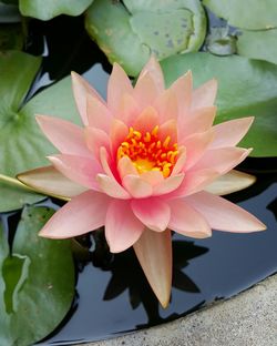 Close-up of lotus water lily in pond