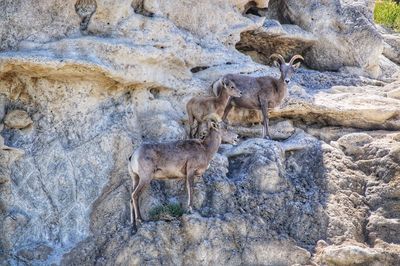 Bighorn sheep standing on rock