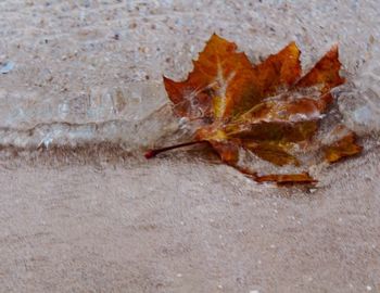 Close-up of maple leaf