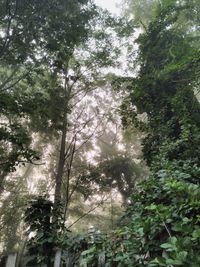 Low angle view of trees in forest