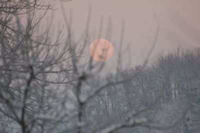 Bare trees on field during winter