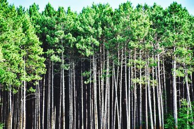 Low angle view of trees