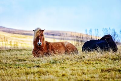 Icelandic horses in autumn fields in iceland