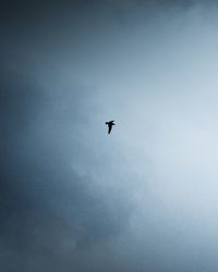 Low angle view of bird flying in sky