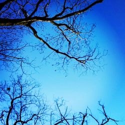 Low angle view of bare trees against clear sky