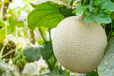 Close-up of fruits growing on plant