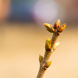 Close-up of flower buds