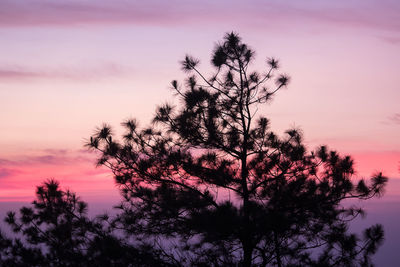 Low angle view of silhouette tree against sky during sunset