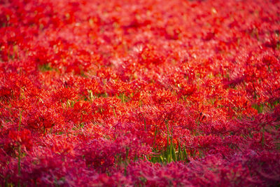 Full frame shot of red flowering plants