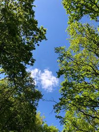 Low angle view of trees against sky