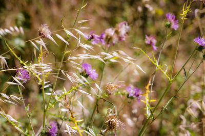 Close-up of purple flowering plants on field