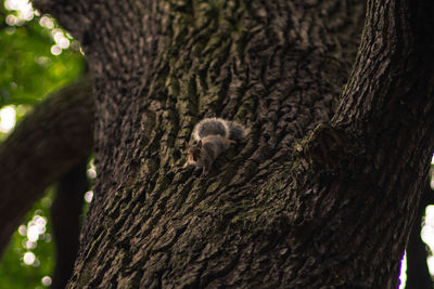 Low angle view of a tree
