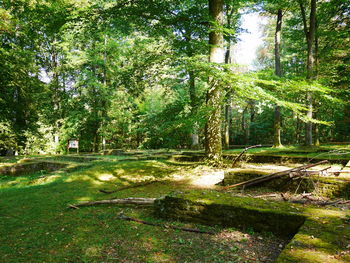 Scenic view of forest