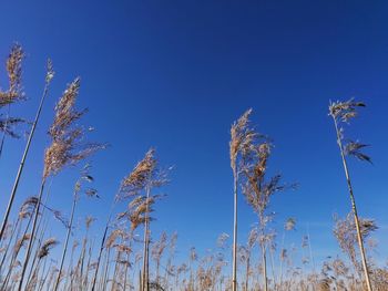 Low angle view of reeds against blue sky