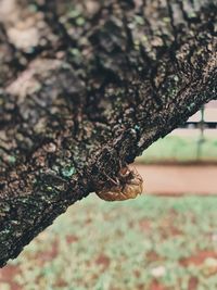 Close-up of butterfly on tree trunk