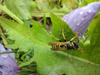 Close-up of insect on leaf