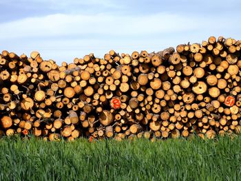 Stack of logs on field in forest