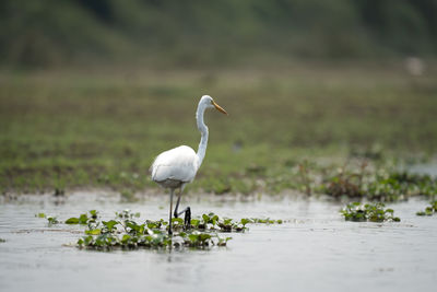 Gray heron standing in lake