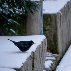 Black bird perching on wooden post