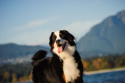 Close-up of dog looking away while standing on field