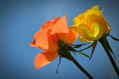 Close-up of yellow flower against blue sky