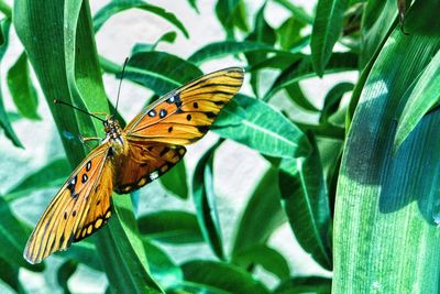 Butterfly on leaf