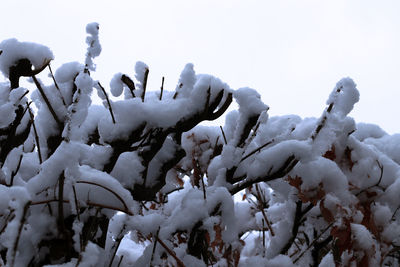 Close-up of snow covered plants on land against sky