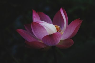 Close-up of pink lily lotus