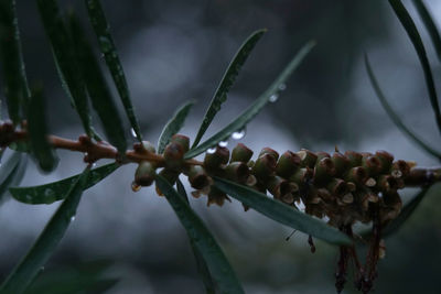 Close-up of plant growing outdoors