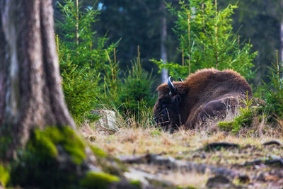 View of an animal on field