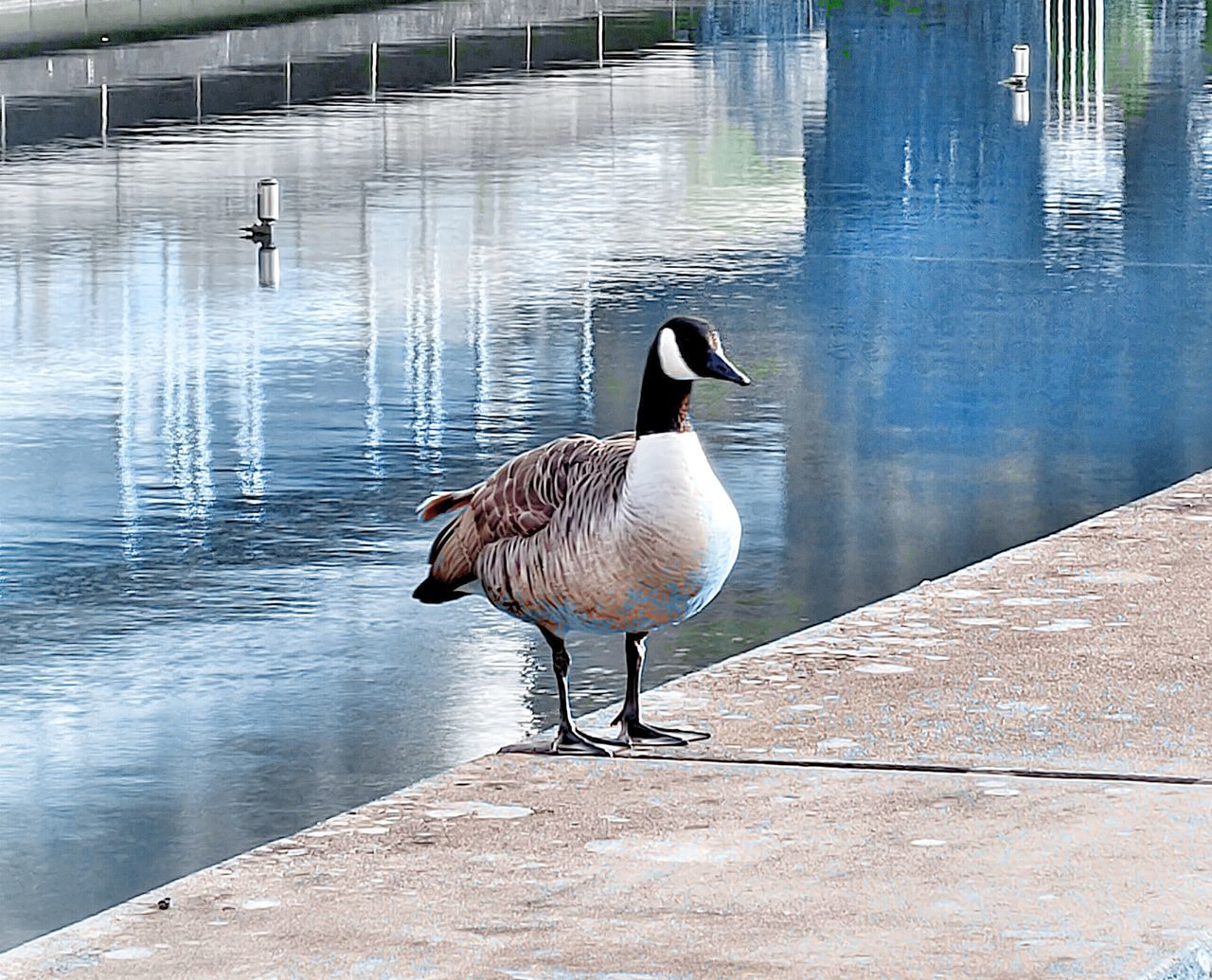 bird, animal themes, animal, wildlife, animal wildlife, water, lake, ducks, geese and swans, duck, water bird, reflection, goose, no people, day, nature, canada goose, one animal, outdoors