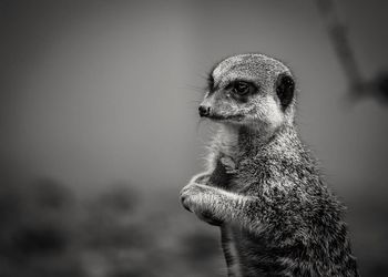 Close-up of meerkat looking away