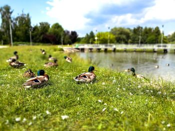 Ducks on a lake