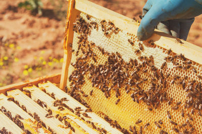 Close-up of bee on farm