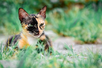 Portrait of a cat on field