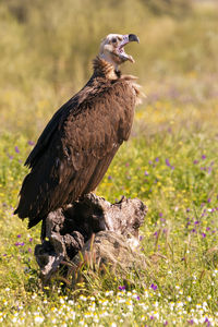 Dead bird on a field