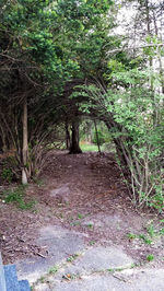 Trees on landscape