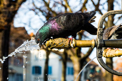 Close-up of multi colored pigeon drinking fresh water from fountain