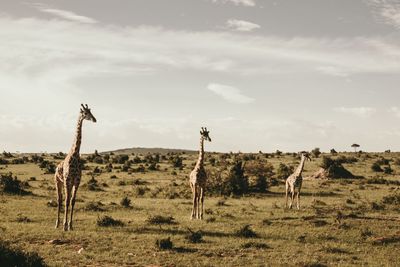 Giraffes standing on field against sky