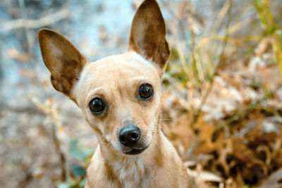 Close-up portrait of dog