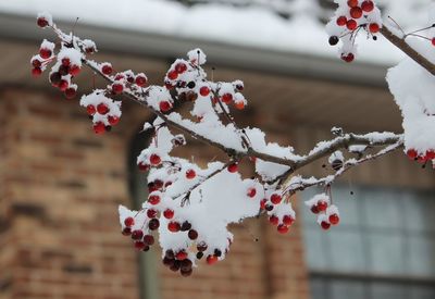 Close-up of cherry tree during winter