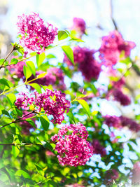 Low angle view of pink flowers on tree