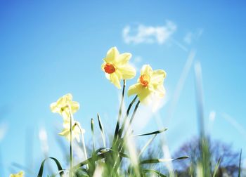 Low angle view of flowering plants on field against sky