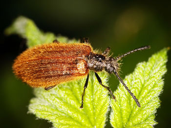 Close-up of insect on flower