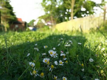 Close-up of plant growing on field