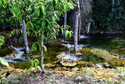 Scenic view of waterfall in forest