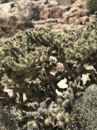 High angle view of succulent plant on field